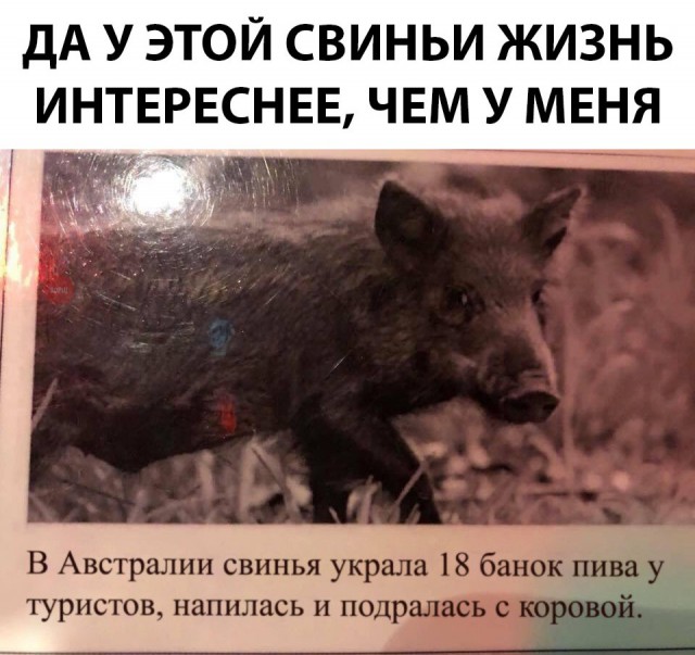 Пумба оборзел