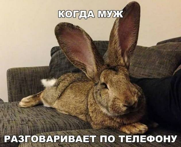 Картинки из рабочего чата 06.04.
