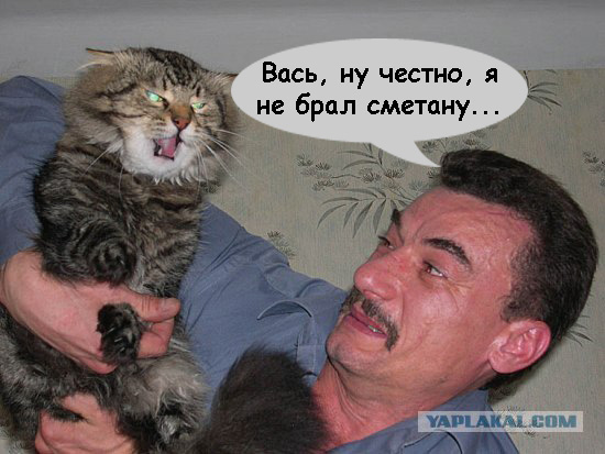 Злой кот