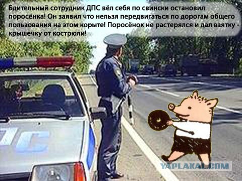 Фотожаба: Поросенок Пётр