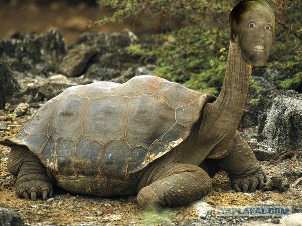 Вытянулась: картинка и 2 жабы