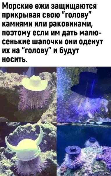 Картинки и мемы для настроения 018
