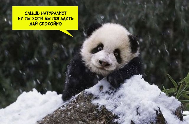 Картинки и мемы для настроения