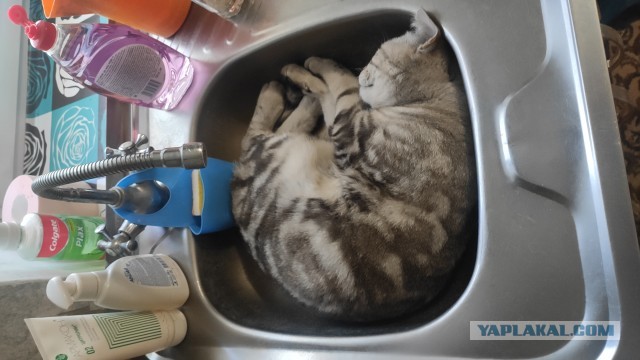 Хоба! Котовторник!