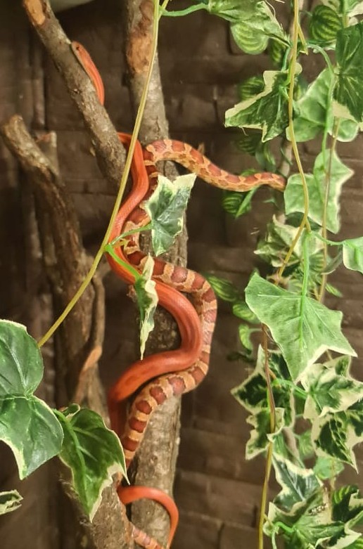 Некоторые думают "А почему бы мне не завести себе ручного удава?"