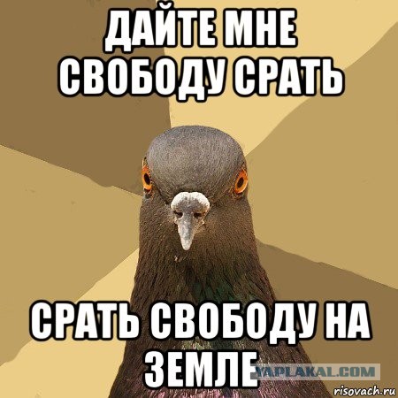 Об оскорблении чувств. Ж*пами
