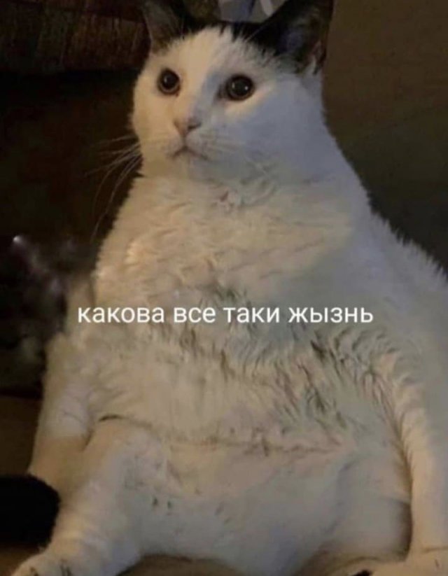 Баянисто-небаянистый юмор 2.02.22
