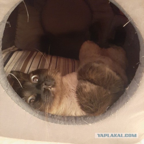 Ну, поехали в котоввторник!