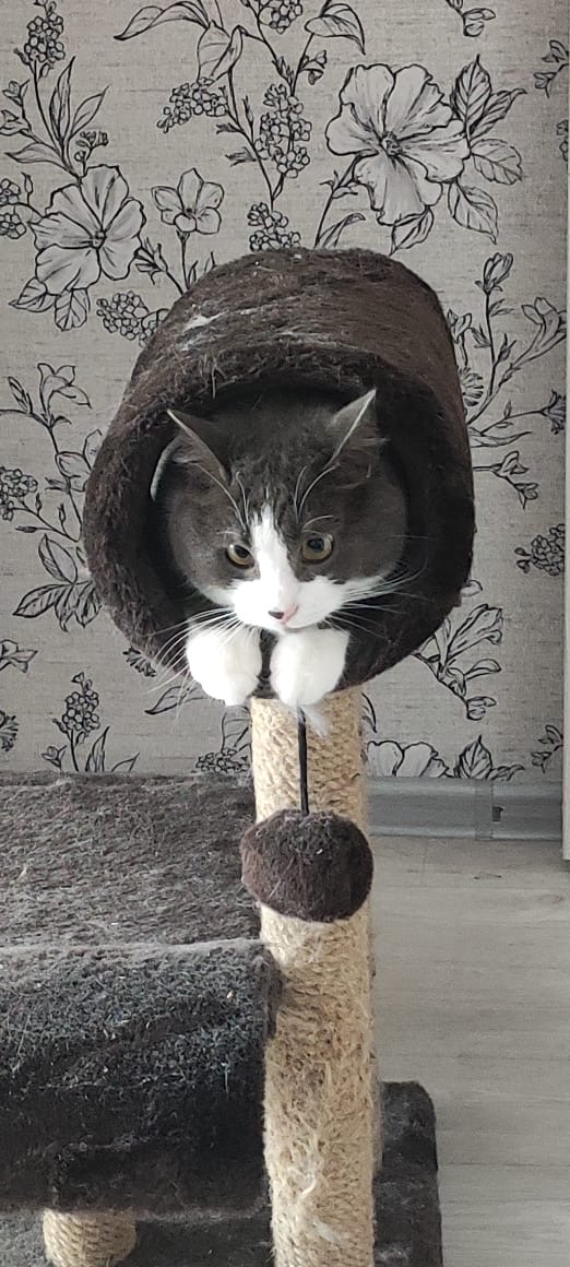Котовторник 1.11.22