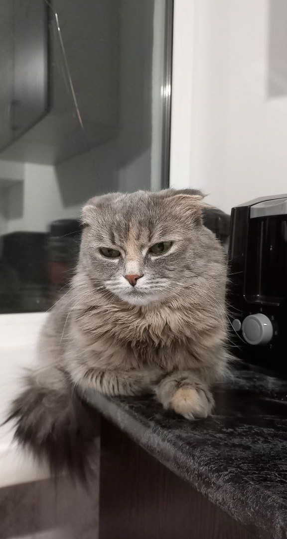 Начинаем котовторник.