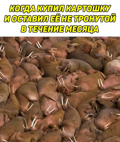 Всем хороших выходных - картинки, мемы и т.п.