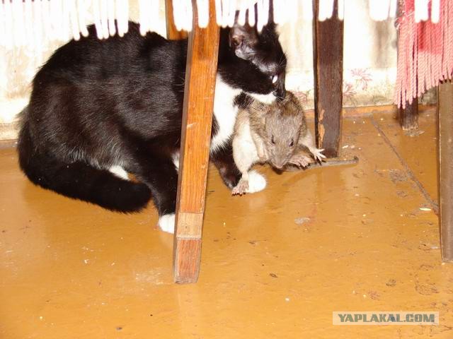 Котовторник 16.04.2013