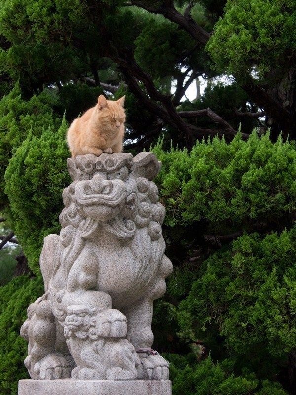 Кошки на развалинах города Помпеи