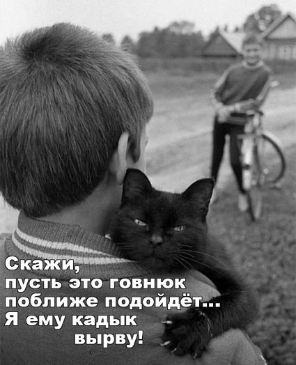 Кошки чувствуют эмоции хозяев и способны синхронизировать с ними сердцебиение