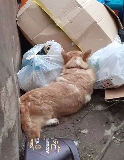 Иногда понимаешь, что люди "звери"