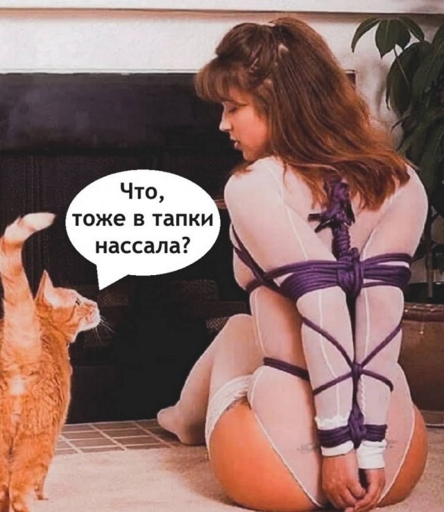 К котовторнику: подборка картинок-баянов с котиками и про котиков. Выпуск 40.
