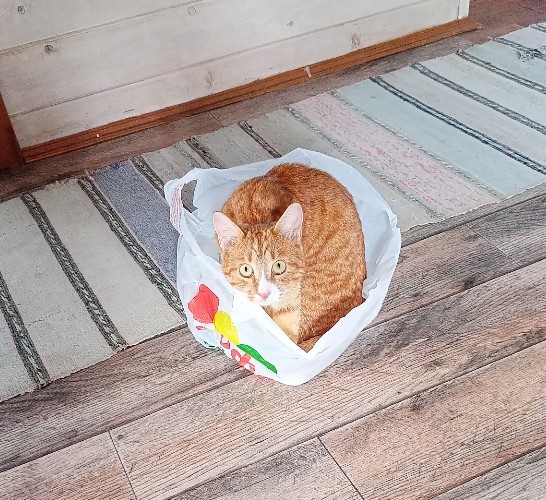 Котовторник же!