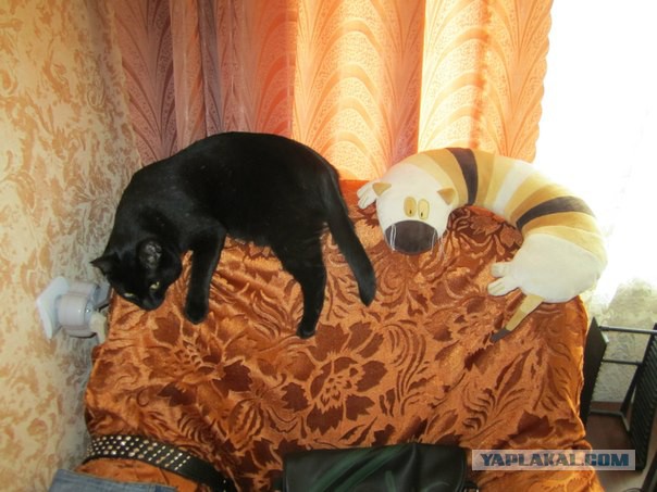 Кошка паникерша)