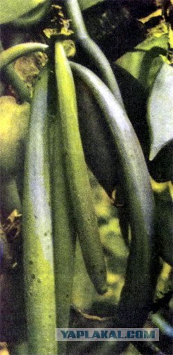 Ваниль (фоты + буквы)