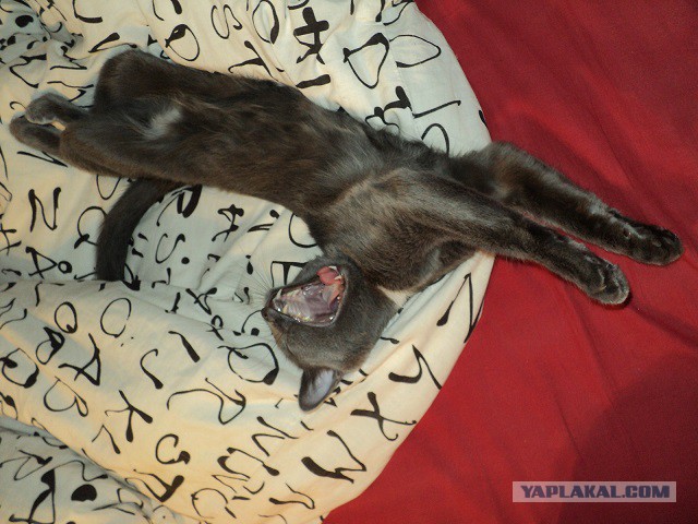 Котовторник   31.12.  2013