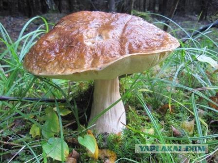 Осень - грибная пора