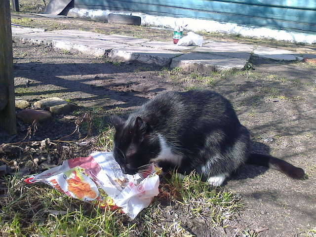 Котовторник  08.04.2014