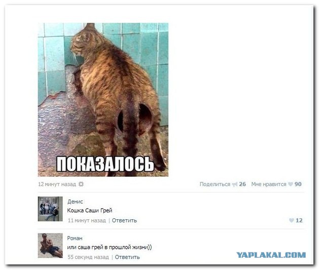 Прикольные картинки