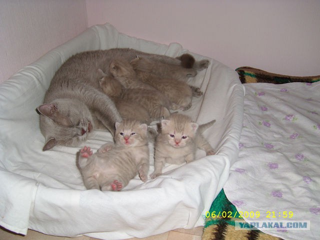 Котовторник 16.09.14
