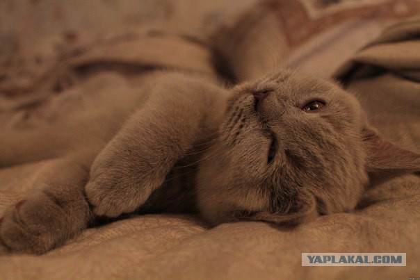 Котовторник 28.10.2014