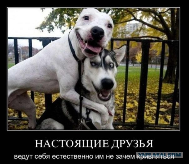 Веселые картинки