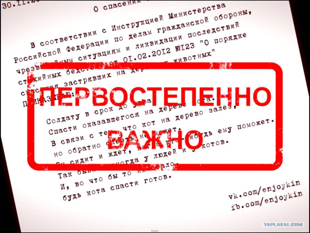 я спас кота я выполнил приказ видео Enjoykin — зато я спас кота (feat. Ник черников) youtube.