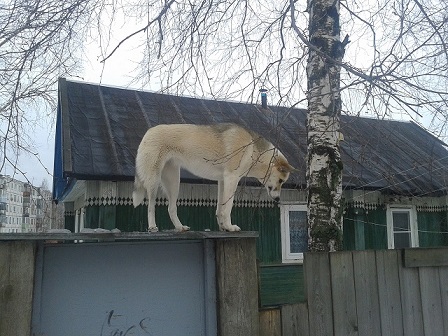 Собакочетверг