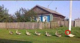 Забавные картинки из сети
