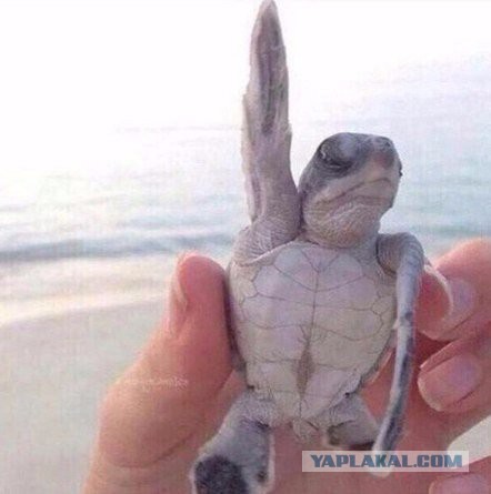 Веселые картинки