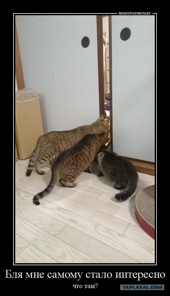 Улыбнись - демотиваторы заЯПись