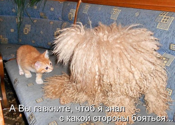Прикольные животные