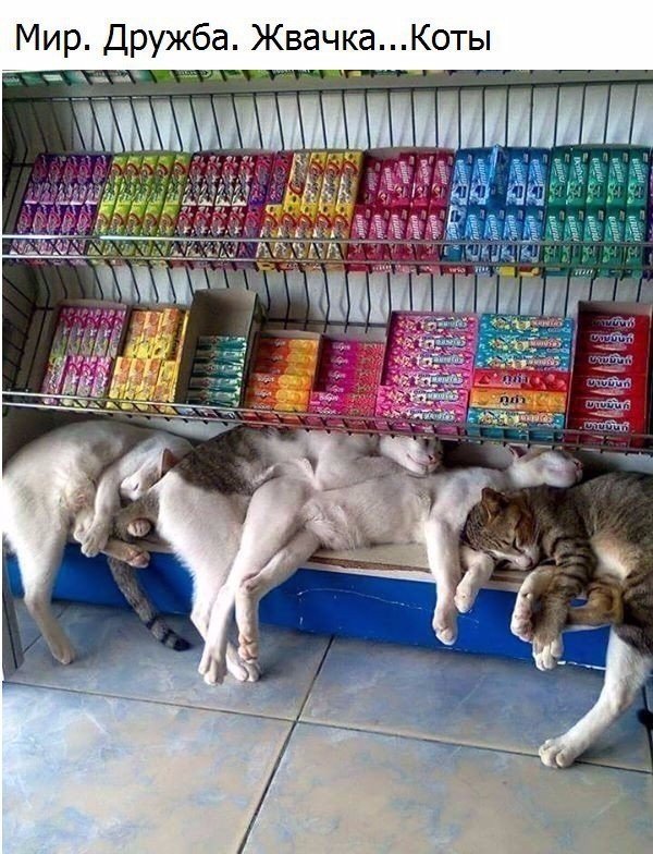 Коты из сети
