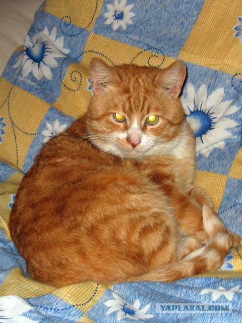 Котовторник 07.02.2017