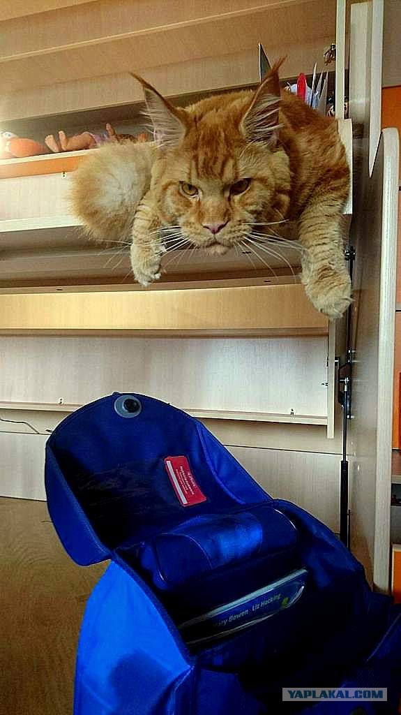 Джокер и его семья