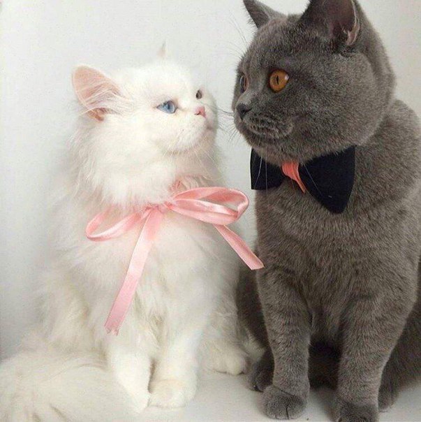 Коты и Кошки