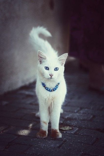 Коты и Кошки
