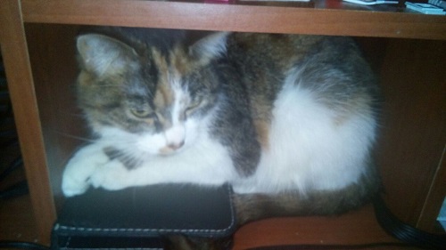 Котовторник 07.11.2017