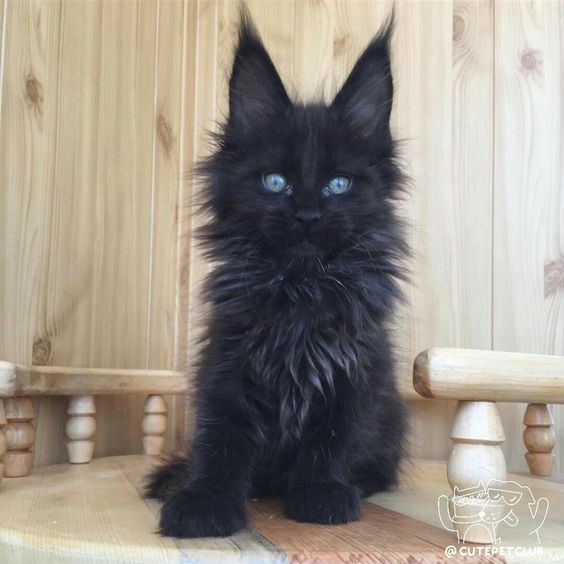 Прикольных котов пост
