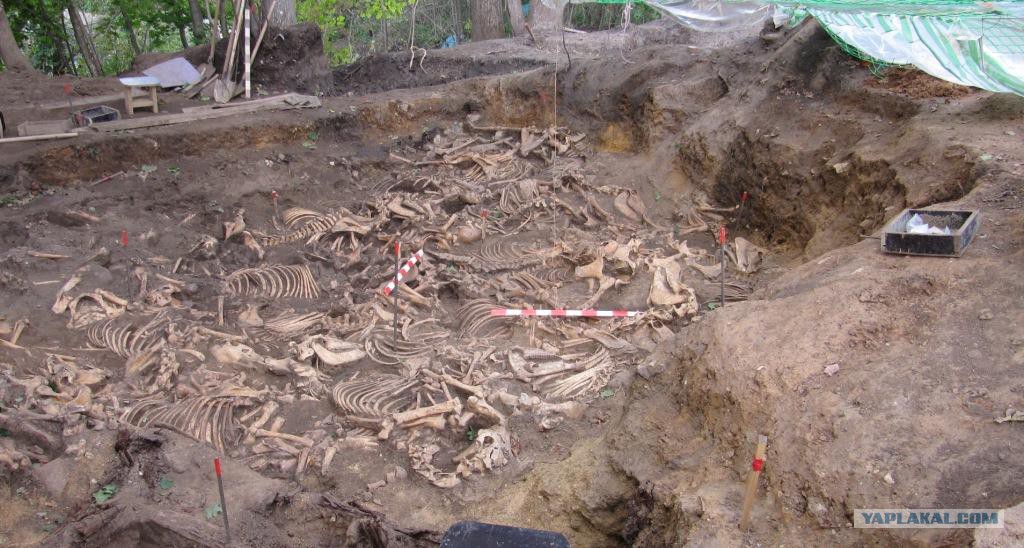 находки второй мировой войны 2. раскопки на бородинском поле в 1984 году. вещи которые нашли археологи. раскопки блиндажей второй мировой войны. археологические находки бородино.