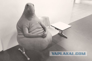 Выбор Проклятого