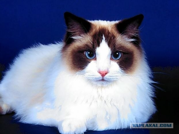 кошаки