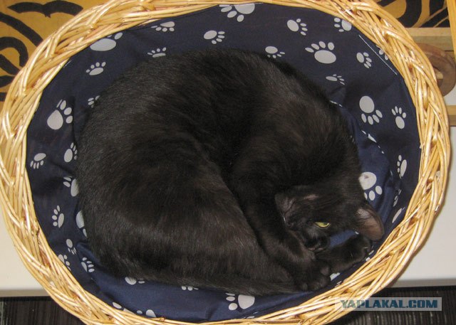 Котовторник  на  ЯПлакалъ