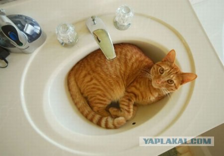 Котовторник 15.02.2011
