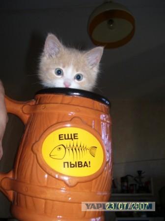 Котовторник так котовторник!
