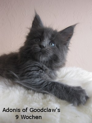 Котовторник 27.12.11